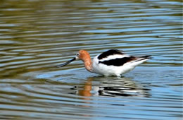 Recurvirostra americana - American Avocet