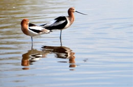 Recurvirostra americana - American Avocet