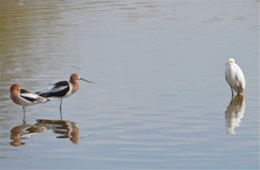 Recurvirostra americana - American Avocet