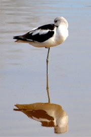 Recurvirostra americana - American Avocet