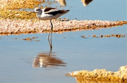 Recurvirostra americana - American Avocet