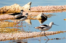 Recurvirostra americana - American Avocet