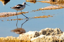 Recurvirostra americana - American Avocet