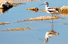 Recurvirostra americana - American Avocet