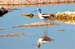 Recurvirostra americana - American Avocet