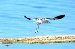 Recurvirostra americana - American Avocet