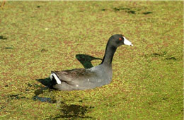 american coot