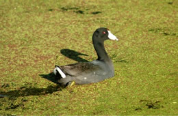 american coot