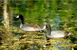 american coot