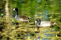 american coot