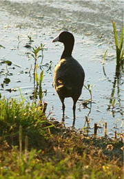 american coot