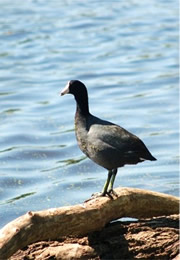 american coot