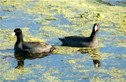 american coots