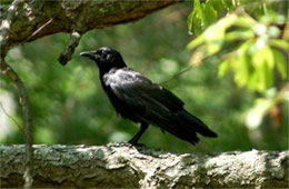 Corvus brachyrhynchos - American Crow