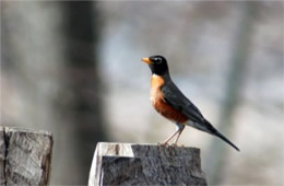 Turdus migratorius - American Robin