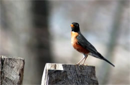 Turdus migratorius - American Robin