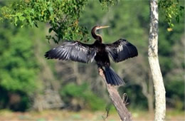 Anhinga anhinga - Anhinga