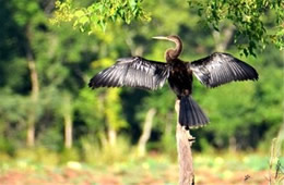 Anhinga anhinga - Anhinga