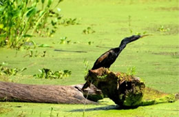 Anhinga anhinga - Anhinga