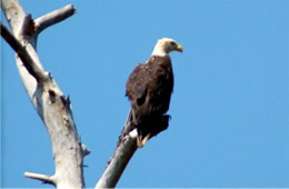 Haliaeetus leucocephalus - Bald Eagle