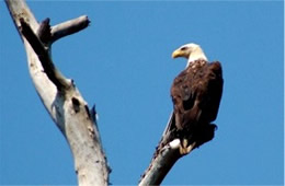 Haliaeetus leucocephalus - Bald Eagle