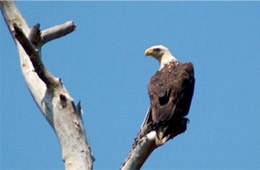 Haliaeetus leucocephalus - Bald Eagle