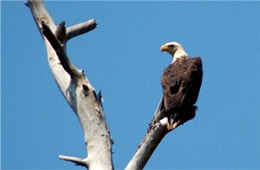 Haliaeetus leucocephalus - Bald Eagle