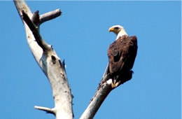 Haliaeetus leucocephalus - Bald Eagle