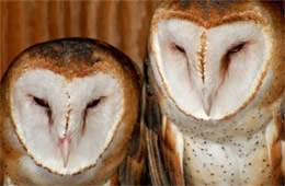 Tyto alba - Barn Owl