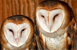 Tyto alba - Barn Owl