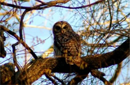 Strix varia - Barred Owl