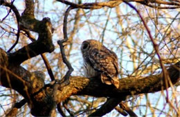 Strix varia - Barred Owl