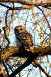 Strix varia - Barred Owl