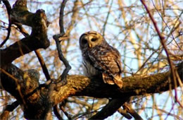 Strix varia - Barred Owl