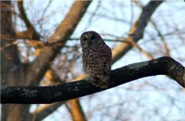 Strix varia - Barred Owl