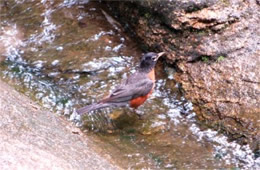 Turdus migratorius - American Robin Bathing