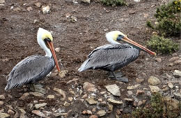 Pelecanus occidentalis - Brown Pelican at Bird Island