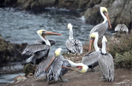 Pelecanus occidentalis - Brown Pelican at Bird Island