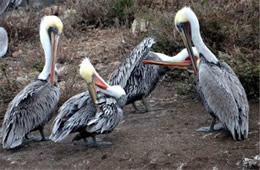 Pelecanus occidentalis - Brown Pelican at Bird Island