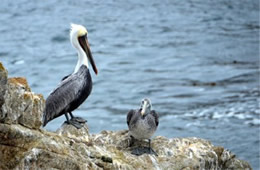 Pelecanus occidentalis - Brown Pelican at Bird Island