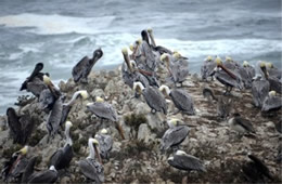 Pelecanus occidentalis - Brown Pelican at Bird Island