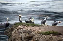 Pelecanus occidentalis - Brown Pelican at Bird Island