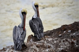 Pelecanus occidentalis - Brown Pelican at Bird Island