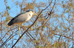 Nycticorax nycticorax - Black-crowned Night-heron