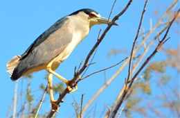 Nycticorax nycticorax - Black-crowned Night-heron