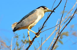 Nycticorax nycticorax - Black-crowned Night-heron