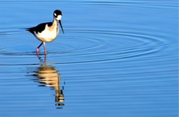 Himantopus mexicanus - Black-necked Stilt