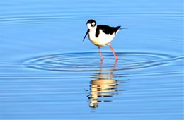 Himantopus mexicanus - Black-necked Stilt