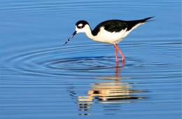 Himantopus mexicanus - Black-necked Stilt