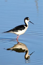 Himantopus mexicanus - Black-necked Stilt